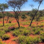 Paisagem do Jardim Botânico de Brasília preservando a biodiversidade do Cerrado com vegetação nativa e relevo típico.