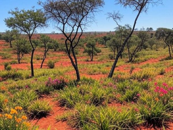 Paisagem do Jardim Botânico de Brasília preservando a biodiversidade do Cerrado com vegetação nativa e relevo típico.