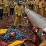 Resgate de filhote de cachorro de tubulação de 10 metros pelos bombeiros no Lago Norte, DF.