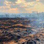 Queimadas devastando o cerrado no Distrito Federal, com fumaça e solo queimado ao fundo de Brasília.