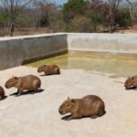 Filhotes de capivara em piscina vazia no Lago Norte, Brasília