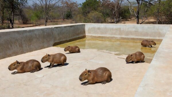 Filhotes de capivara em piscina vazia no Lago Norte, Brasília