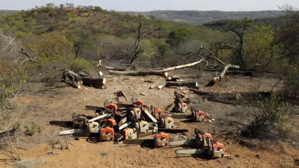 Motosserras apreendidas em desmatamento irregular em Arniqueiras