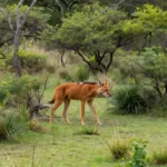 Lobo-guará solto no Jardim Botânico após resgate em residência abandonada
