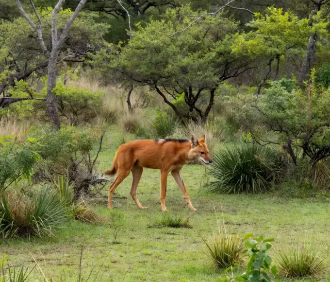 Lobo-guará solto no Jardim Botânico após resgate em residência abandonada