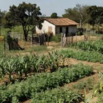Lavoura de agricultura familiar no Distrito Federal com cultivos do cerrado