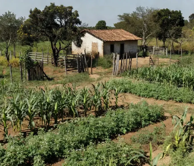 Lavoura de agricultura familiar no Distrito Federal com cultivos do cerrado